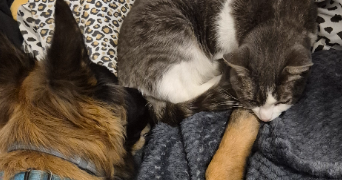 dusan pet sitter à VAUJOURS 93410_7