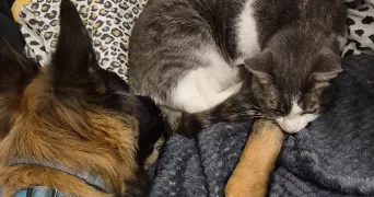 dusan pet sitter à VAUJOURS 93410