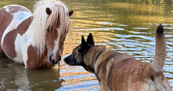 clarisse pet sitter à ST IGNY DE ROCHE 71170_1
