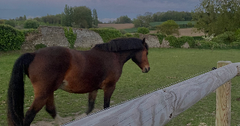 nora pet sitter à VALMONDOIS 95760_5
