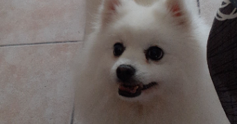 elise pet sitter à ALIZAY 27460_1