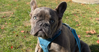 emma pet sitter à AMIENS 80000_8