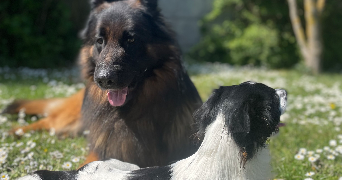 sarah pet sitter à HAISNES 62138_3