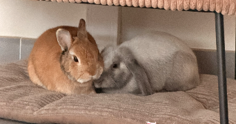 charlene pet sitter à MONT ST AIGNAN 76130_9