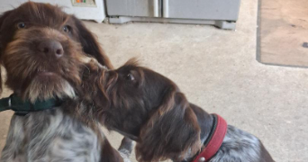 clarisse pet sitter à BOUILLANCY 60620_2