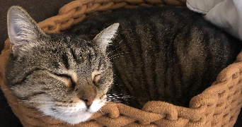 robin pet sitter à HERBLAY SUR SEINE 95220_1
