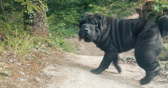 tony pet sitter à VILLEMADE 82130_4