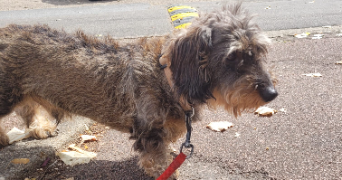 ana pet sitter à VERSAILLES 78000_1