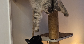 severine pet sitter à PARIS 18 75018_8