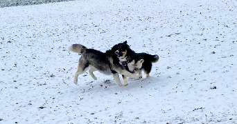 lana pet sitter à MORMANT 77720_5