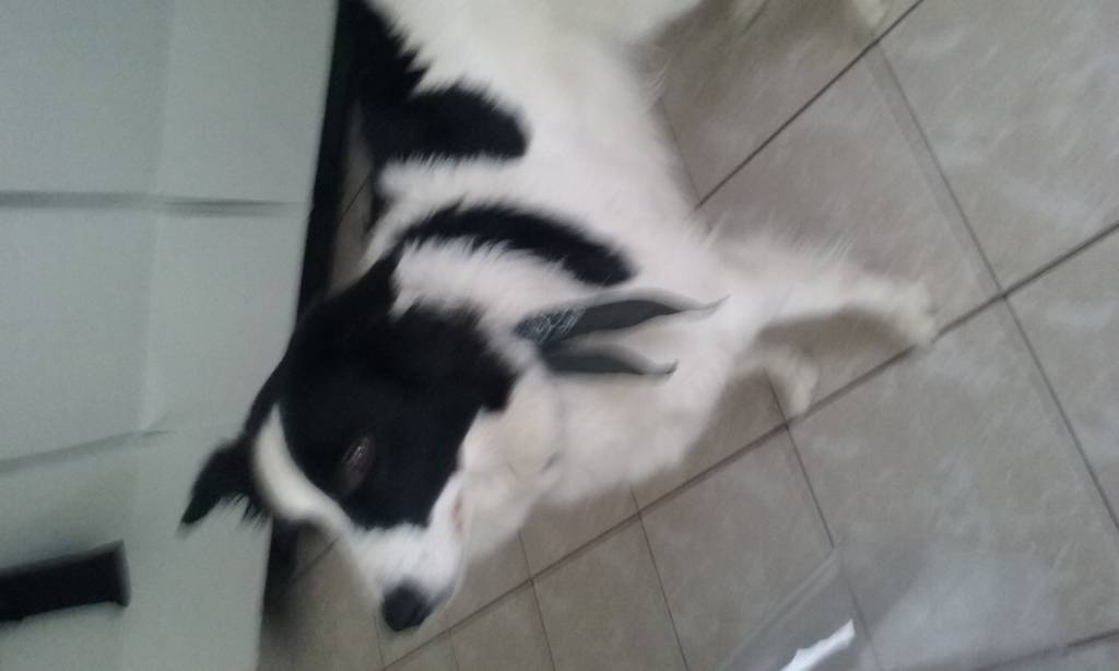 SOPHIE dog sitter à Wormhout 59470_2