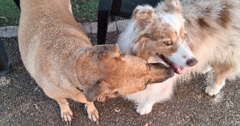 fabienne pet sitter à Mansigné 72510_4