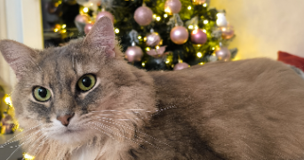 thérèse cat sitter à GIF SUR YVETTE 91190_5