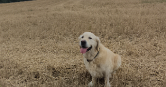 julie pet sitter à MANDEVILLE EN BESSIN 14710_2