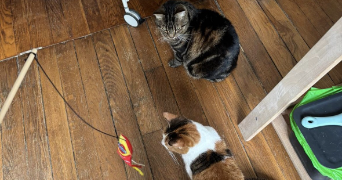 enola pet sitter à CERNAY LES REIMS 51420_3