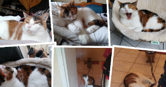 miranda pet sitter à GETIGNE 44190_0