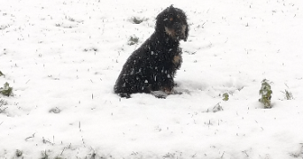 molly pet sitter à TOUTAINVILLE 27500_3