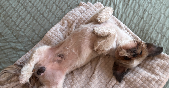 pierre pet sitter à HAGONDANGE 57300_2