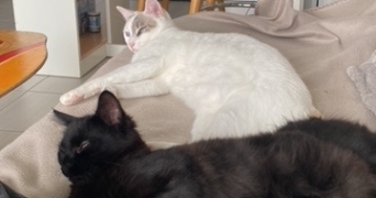 océane  pet sitter à ST GILLES CROIX DE VIE 85800_0