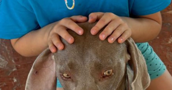 lirika pet sitter à GRESY SUR AIX 73100_2