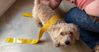 lili pet sitter à LAVAL 53000_3