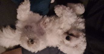 johan pet sitter à VILLEURBANNE 69100_2