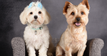 dorine pet sitter à MARNAY 70150_3