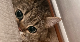 thibault pet sitter à BOULOGNE BILLANCOURT 92100_0