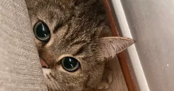 thibault pet sitter à BOULOGNE BILLANCOURT 92100