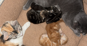 chyrenn pet sitter à ST BRIEUC 22000_1