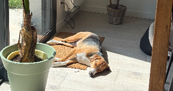 emilie pet sitter à RENNES 35000_1