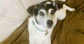 séverine  pet sitter à 59000 Lille 59000_7