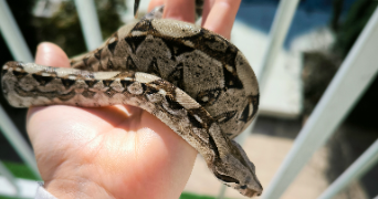 angelina pet sitter à EYSINES 33320_3