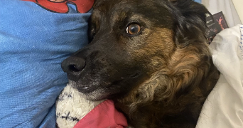 elisa pet sitter à LORIOL SUR DROME 26270_3