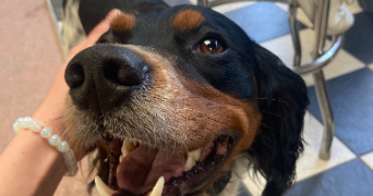 elena pet sitter à PARIS 12 75012_1