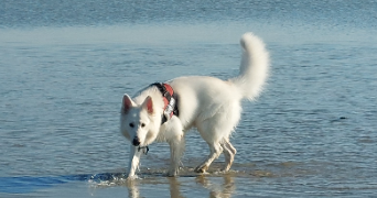 marine pet sitter à CADEROUSSE 84860_5