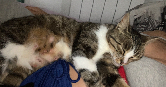 loanne pet sitter à ST JEAN DE VEDAS 34430_1