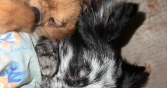 oceane pet sitter à ST DIER D AUVERGNE 63520_2