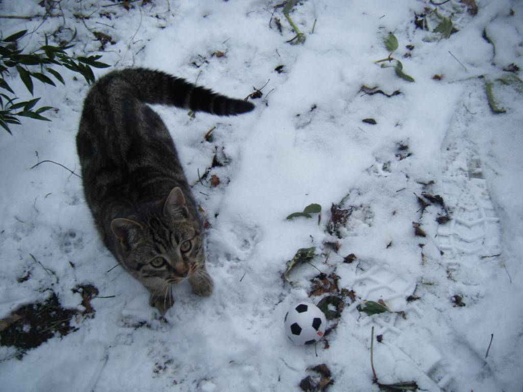 Charlotte pet sitter à Blois 41000