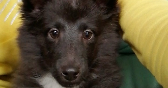 justine pet sitter à GEISPOLSHEIM 67118_6