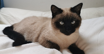 mélanie  pet sitter à HUTTENHEIM 67230_4