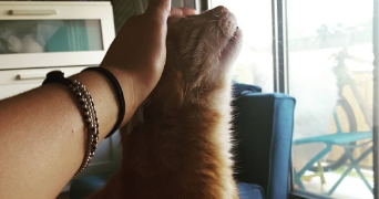 noyale pet sitter à BAYONNE 64100_7