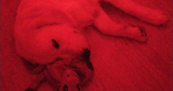 eléonor pet sitter à LYON 08 69008_2