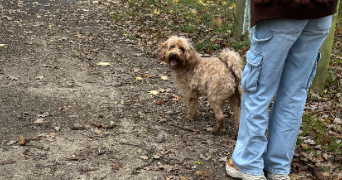 justine pet sitter à CHATELLERAULT 86100_3