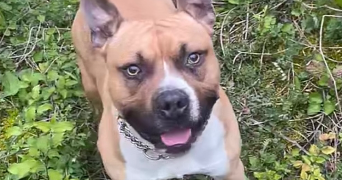 elodie pet sitter à BILLOM 63160_3