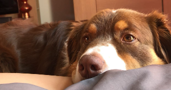lisa pet sitter à YUTZ 57970_7