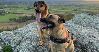 ermeline pet sitter à SAUSSENAC 81350_1