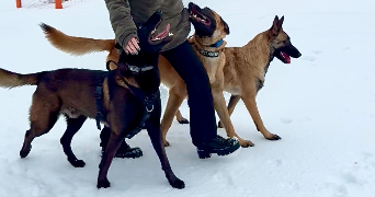 léane pet sitter à COUDES 63114_0