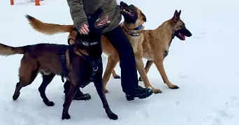 léane pet sitter à COUDES 63114