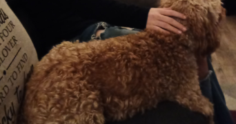 elna pet sitter à STE LUCE SUR LOIRE 44980_3